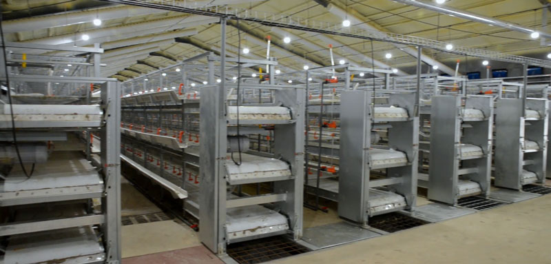 華全官網丨保供電，守安全！華全1000千瓦發電機組助力養殖企業高質量發展